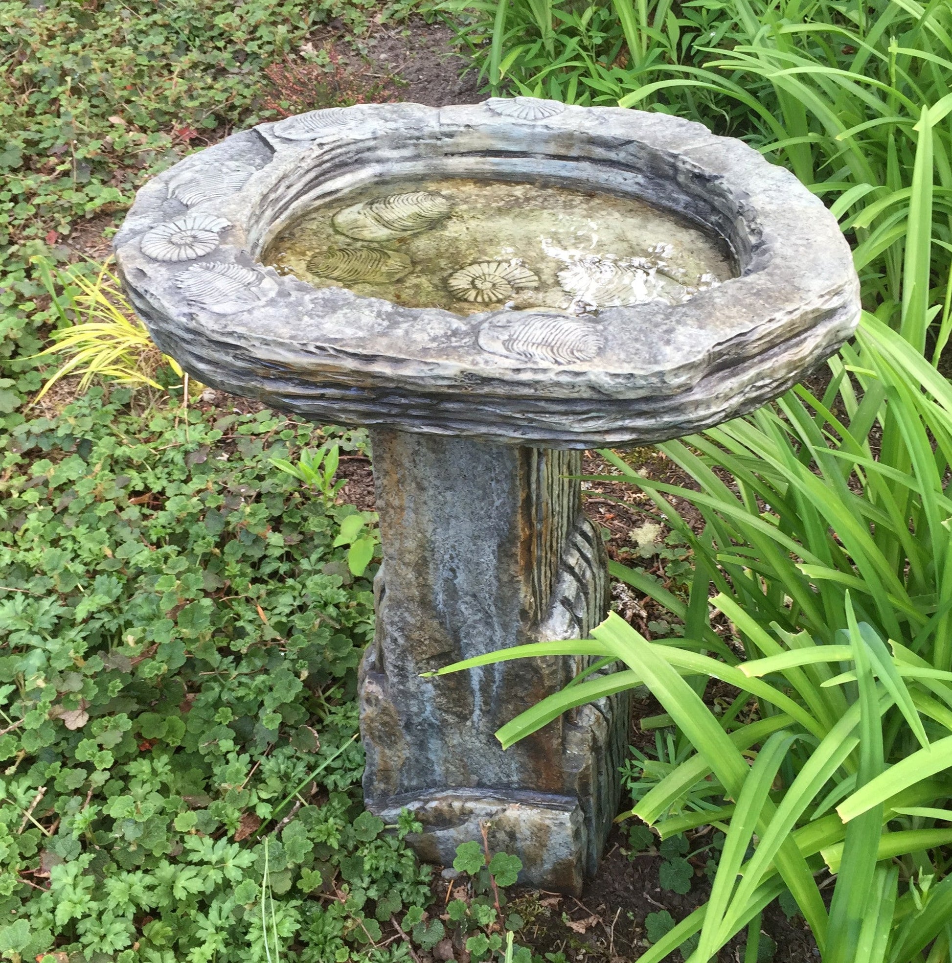 Fossil Birdbath in Western Slate