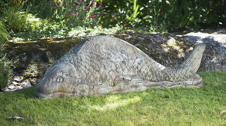 Giant Swimming Koi in Western Slate