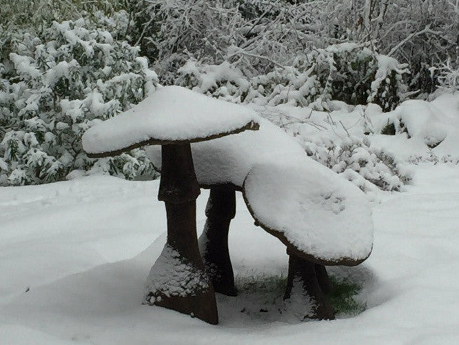 Garden Mushrooms in the snow