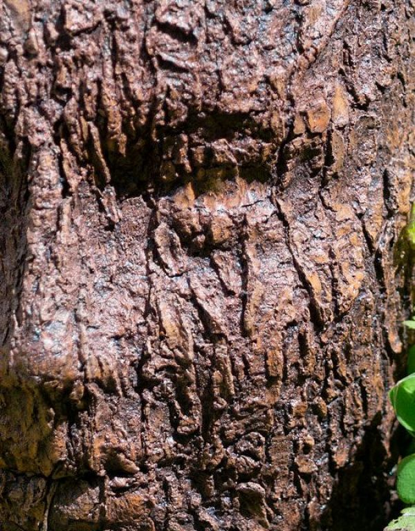 Tabletop Face in Bark