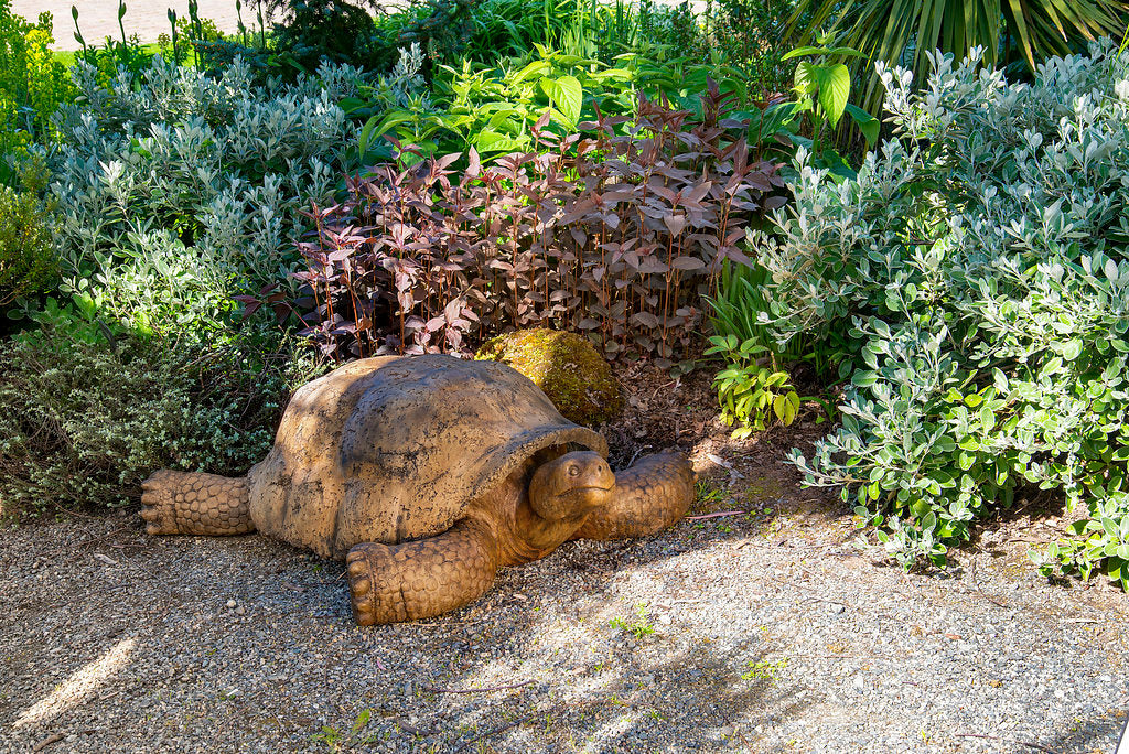 Giant Gallapagos Tortoise