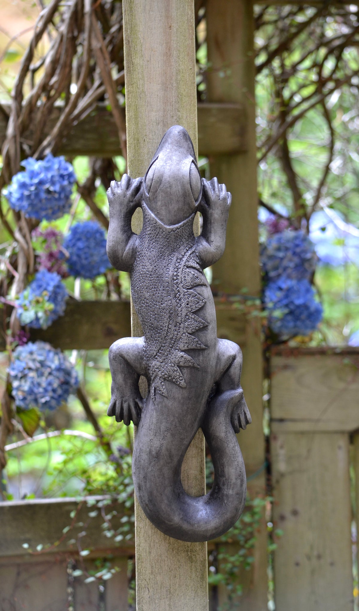 Tango the Hanging Gecko