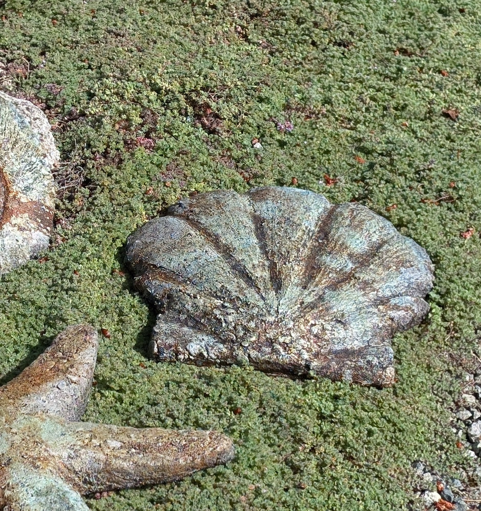 Scallop Shell – Castart Studios