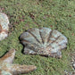 Scallop Shell