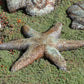 Starfish