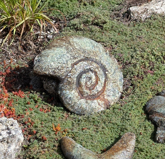 Nautilus Shell