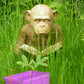 Enlightened Ape
