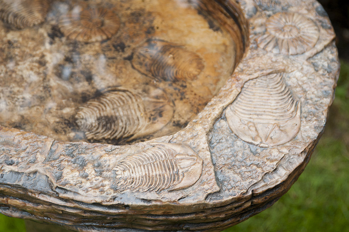Fossil Birdbath in Ancient Stone finish
