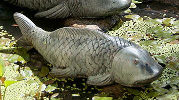 Swimming Koi - Small in Western Slate Finish