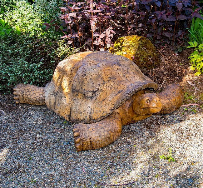 Giant Gallapagos Tortoise – Castart Studios